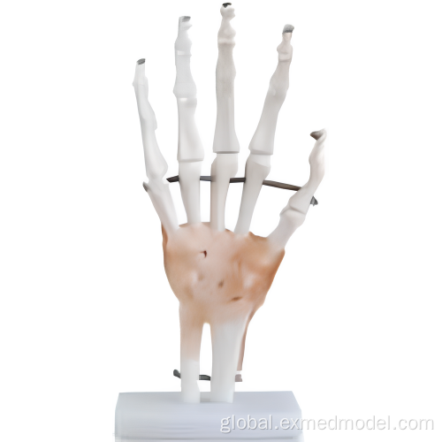 Unisex Torso Structure Model Life-size Hand Joint with Ligaments Supplier